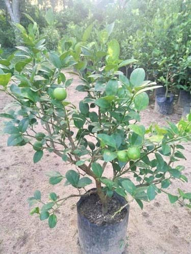 Kagzi nimbu (Lemon) - Premium Fruit Plants from Plantparadise - Just $590! Shop now at Plantparadise
