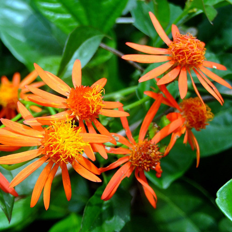 Senecio Orange - Creepers & Climbers - Premium Creepers & Climbers from Plantparadise - Just $640.0! Shop now at Plantparadise