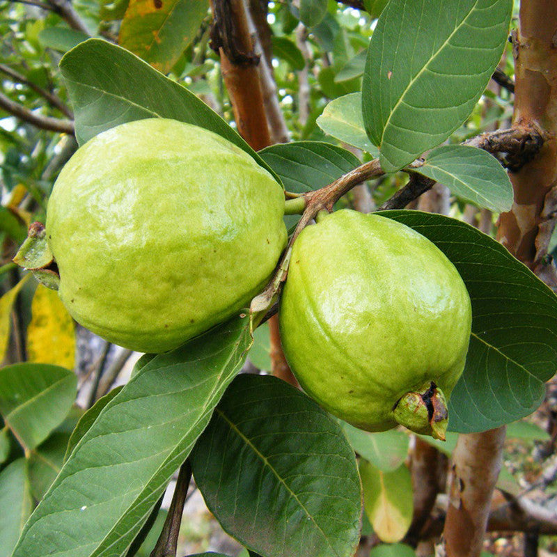 Guava-Lucknow-49(Air Layered Plant) - Fruit Plants & Tree - Premium Fruit Plants & Tree from Plantparadise - Just $375.0! Shop now at Plantparadise