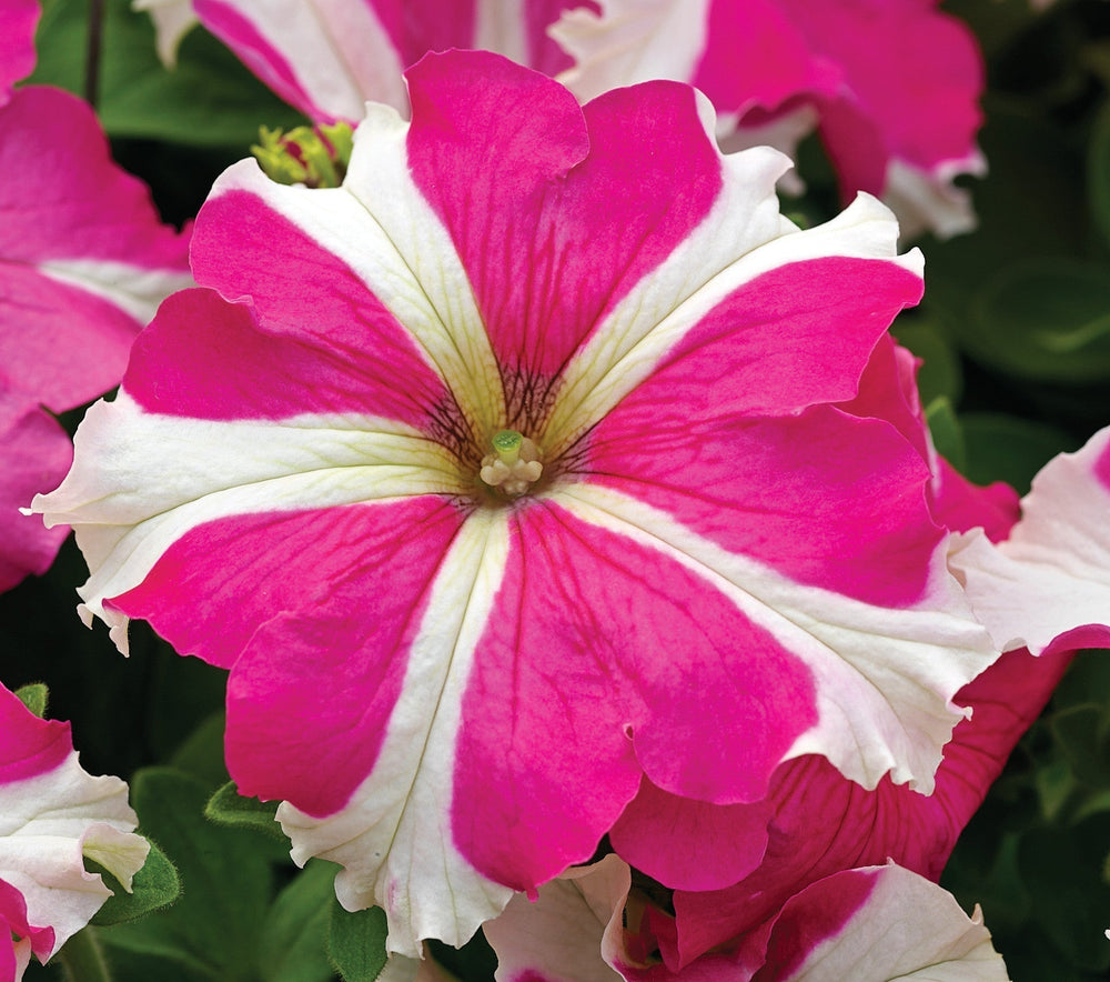 Petunia Pink and White - SEASONALS - Premium SEASONALS from Plantparadise - Just $291.00! Shop now at Plantparadise