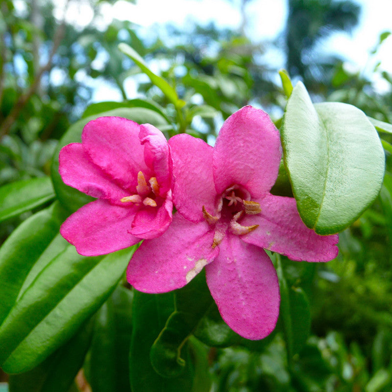 Ravenia spectabilis, Pink - Flowering Shrubs - Premium Flowering Shrubs from Plantparadise - Just $685.00! Shop now at Plantparadise