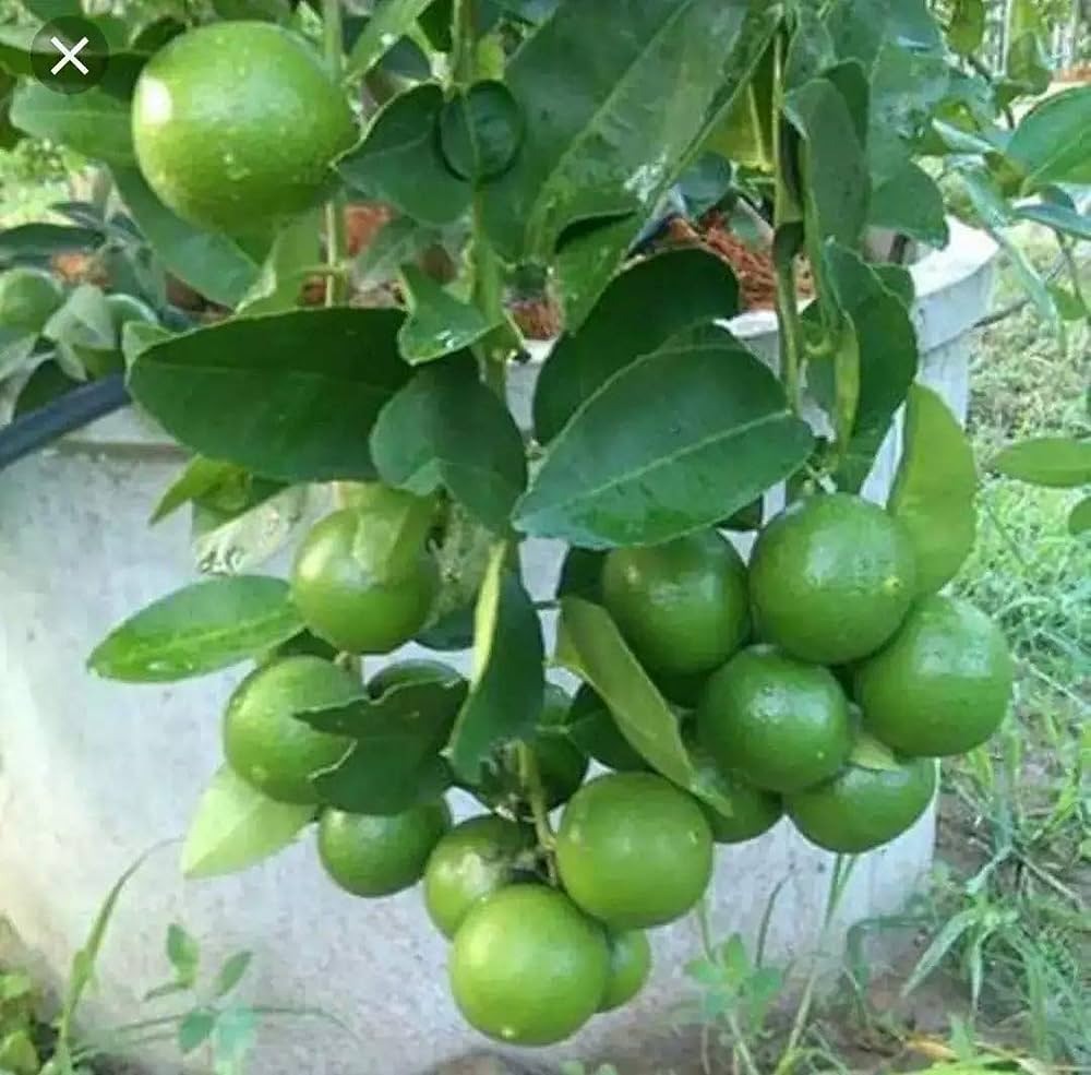 Seedless Lemon Plant Grafted - Premium Fruit Plants from Plantparadise - Just $339.00! Shop now at Plantparadise