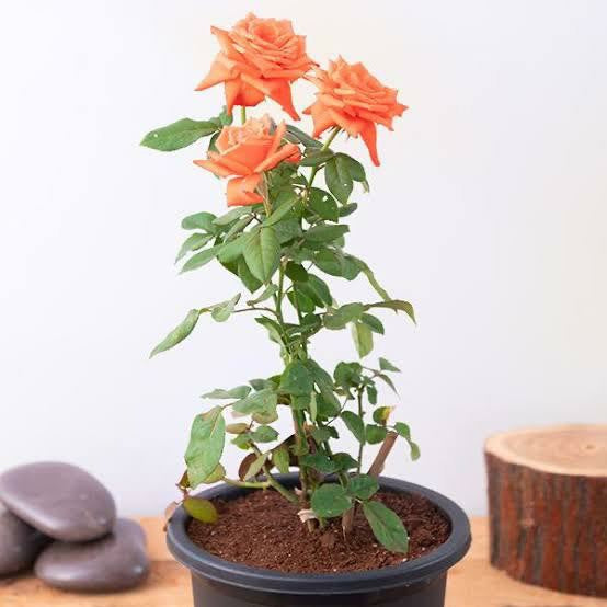 Rose Plant - Premium Flowering Plants from Plantparadise - Just $299.0! Shop now at Plantparadise