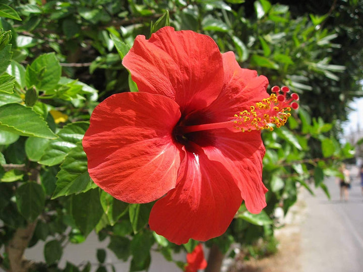 American Hibiscus Plants - Premium Hibiscus Flower Plants from Plantparadise - Just $349.0! Shop now at Plantparadise