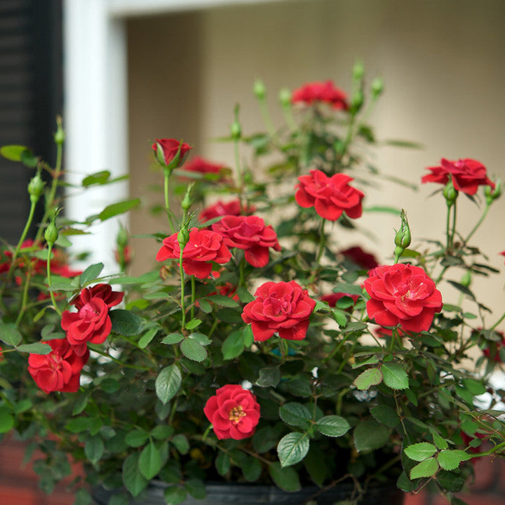 Rosa Hybrida Dwarf Red - Flowering Plants|"Petite Passion: Exploring the Beauty of Dwarf Red Rosa Hybrida" - Premium Flowering Plants from Plantparadise - Just $550! Shop now at Plantparadise