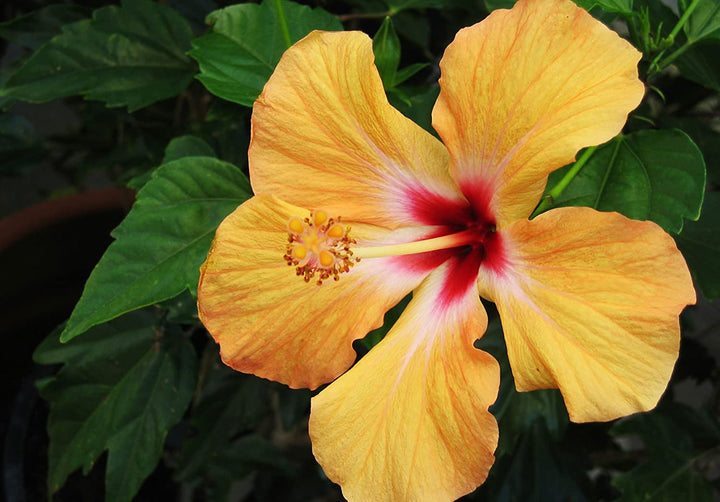 American Hibiscus Plants - Premium Hibiscus Flower Plants from Plantparadise - Just $349.0! Shop now at Plantparadise