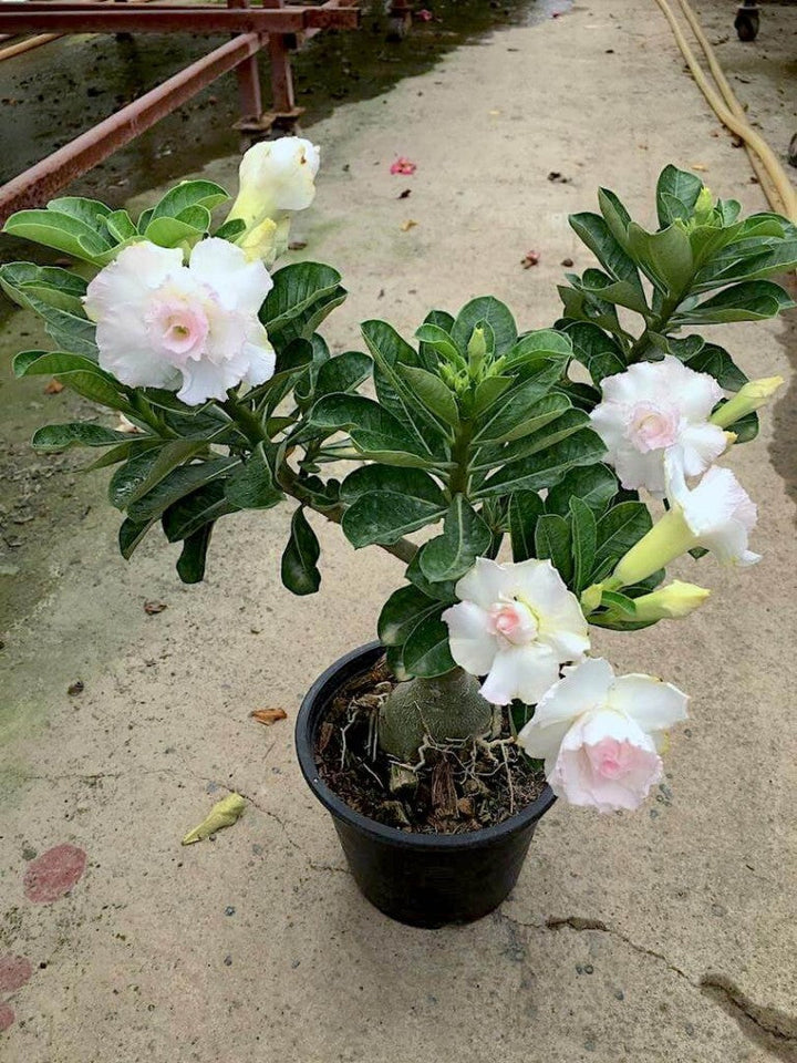 Adenium white Plant (Grafted) - Premium Flowering Plants from Plantparadise - Just $329! Shop now at Plantparadise
