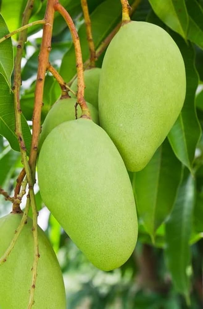 All Season Sweet Kathi Mon Mango Plant - Premium Fruit Plants & Tree from Plantparadise - Just $589! Shop now at Plantparadise