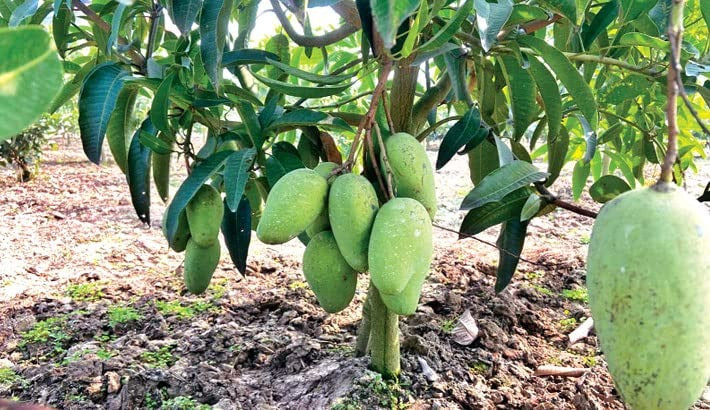 All Season Sweet Kathi Mon Mango Plant - Premium Fruit Plants & Tree from Plantparadise - Just $589! Shop now at Plantparadise