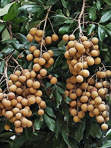 All season longan fruit trees - Premium Fruit Plants & Tree from Plantparadise - Just $11000.00! Shop now at Plantparadise