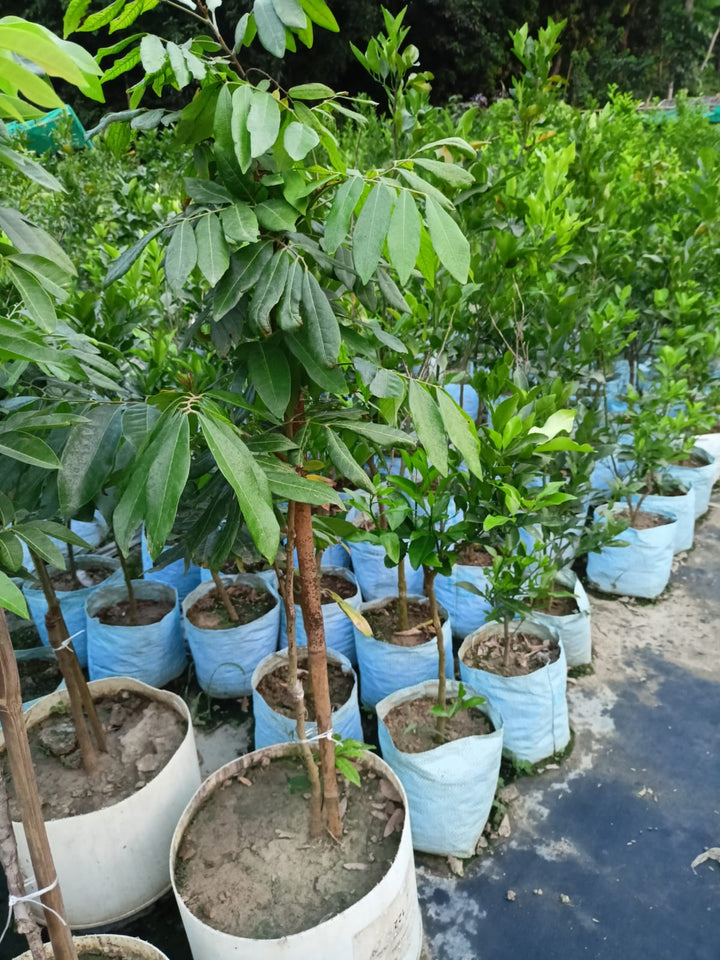 All season longan fruit trees - Premium Fruit Plants & Tree from Plantparadise - Just $11000.00! Shop now at Plantparadise