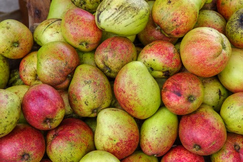Apple Mango Grafted Plant | Buy Healthy Plants Online | DoPlant