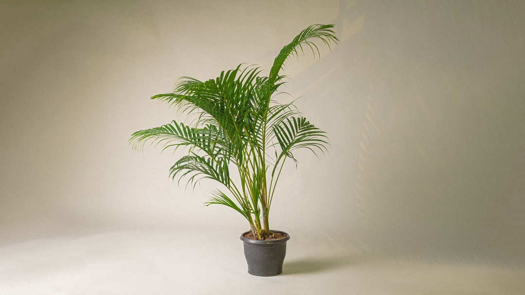 areca palm online south africa Areca Palm Plant
