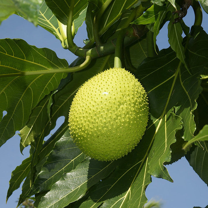 Bread Fruit/Jack fruit Curry Panasa - Fruit Plants & Tree - Premium Fruit Plants & Tree from Plantparadise - Just $450.0! Shop now at Plantparadise