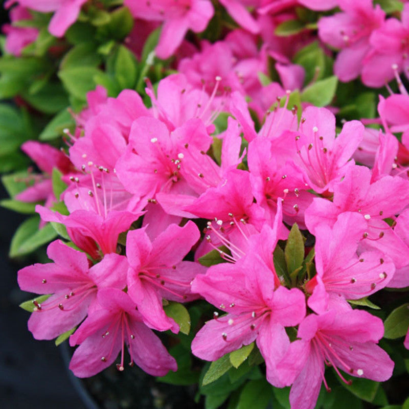 Azalea Pink - Flowering Shrubs - Premium SEASONALS from Plantparadise - Just $399.00! Shop now at Plantparadise