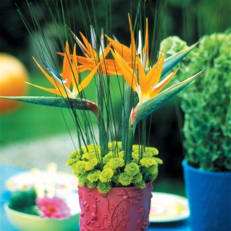 Bard of Plant Paradise - Premium Flowering Plants from Plantparadise - Just $550! Shop now at Plantparadise