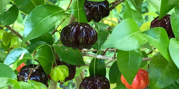 Black Surinam Cherry Fruit Plant - Premium Fruit Plants & Tree from Plantparadise - Just $2999.00! Shop now at Plantparadise