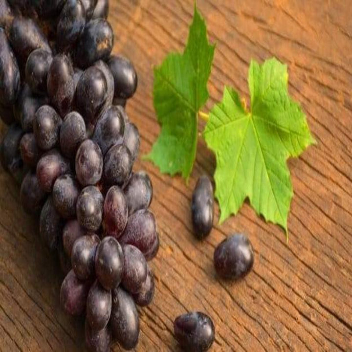 Black Grapes (Hybrid) - Fruit Plants & Tree - Premium Fruit Plants & Tree from Plantparadise - Just $410.0! Shop now at Plantparadise