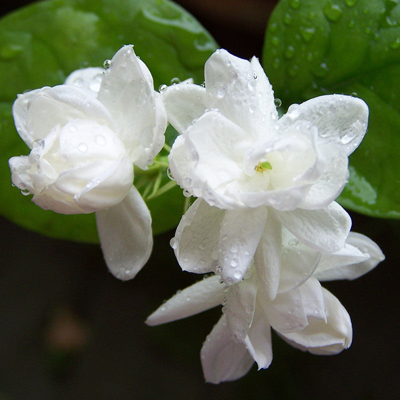 Jasmine Mini/Mogra - Flowering Shrubs - Premium Flowering Shrubs from Plantparadise - Just $340.0! Shop now at Plantparadise