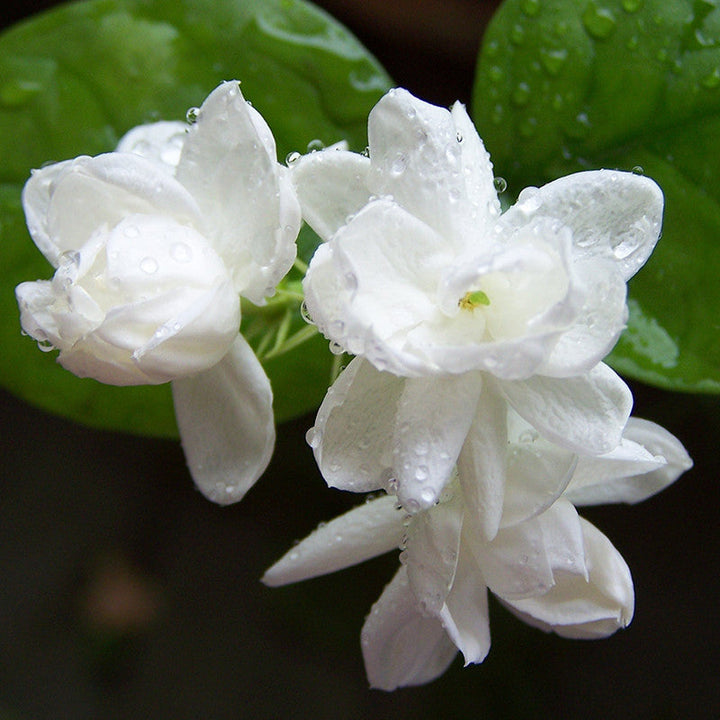 Jasmine Mini/Mogra - Flowering Shrubs - Premium Flowering Shrubs from Plantparadise - Just $340.0! Shop now at Plantparadise