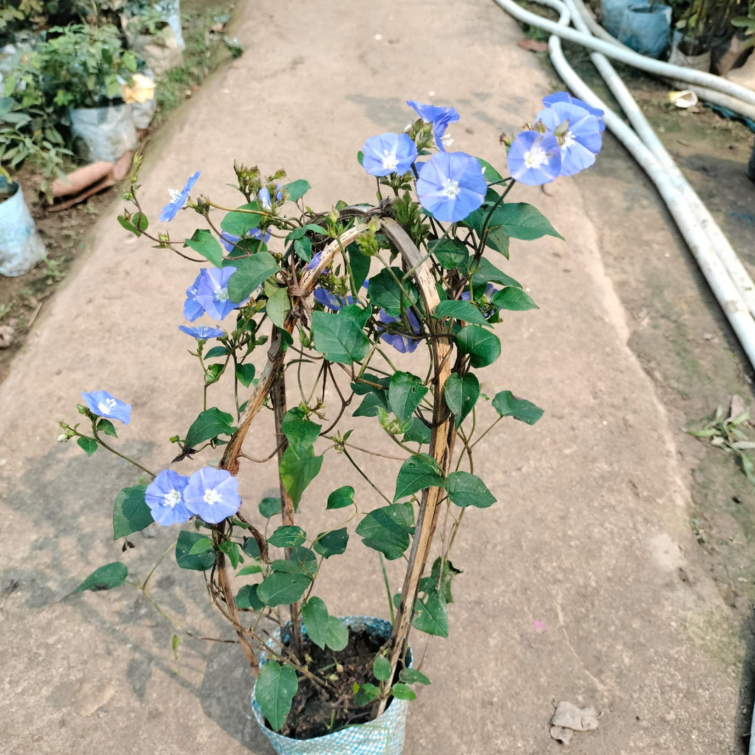 Blue Daisy (Felicia amelloides) Plant|