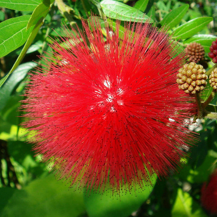 Powderpuff Hybrid Red / Calliandra - Flowering Shrubs - Premium Flowering Shrubs from Plantparadise - Just $705.00! Shop now at Plantparadise