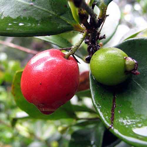 Cedar Bay Cherries - Premium Fruit Plants from Plantparadise - Just $790.00! Shop now at Plantparadise