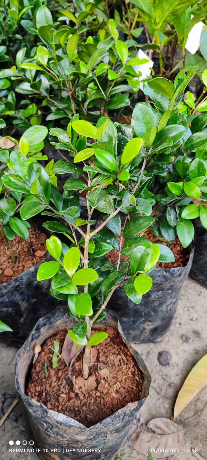 Cedar Bay Cherries - Premium Fruit Plants from Plantparadise - Just $790.00! Shop now at Plantparadise