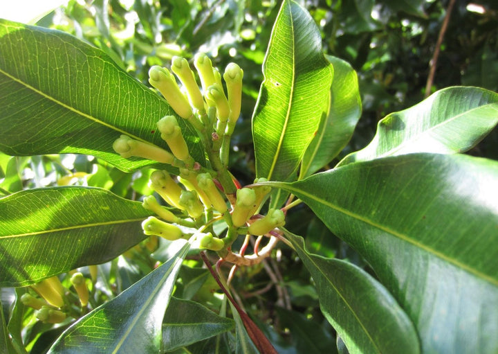 Cloves Plant | Buy online Beautiful Clove plants - Premium Flowering Plants from Plantparadise - Just $400! Shop now at Plantparadise