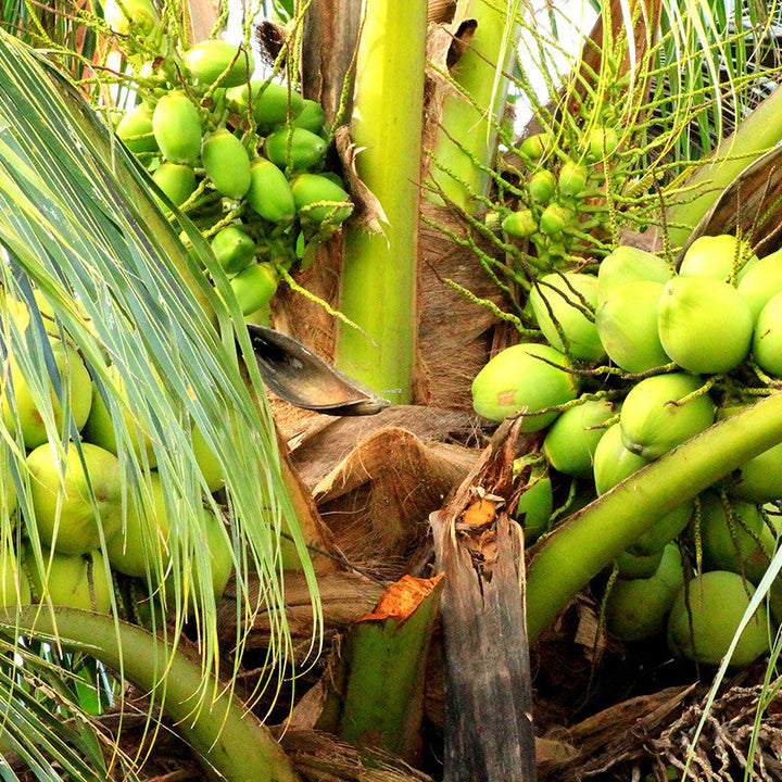 COCONUT - GANGA BONDAM - Fruit Plants - Premium Fruit Plants & Tree from Plantparadise - Just $800.0! Shop now at Plantparadise