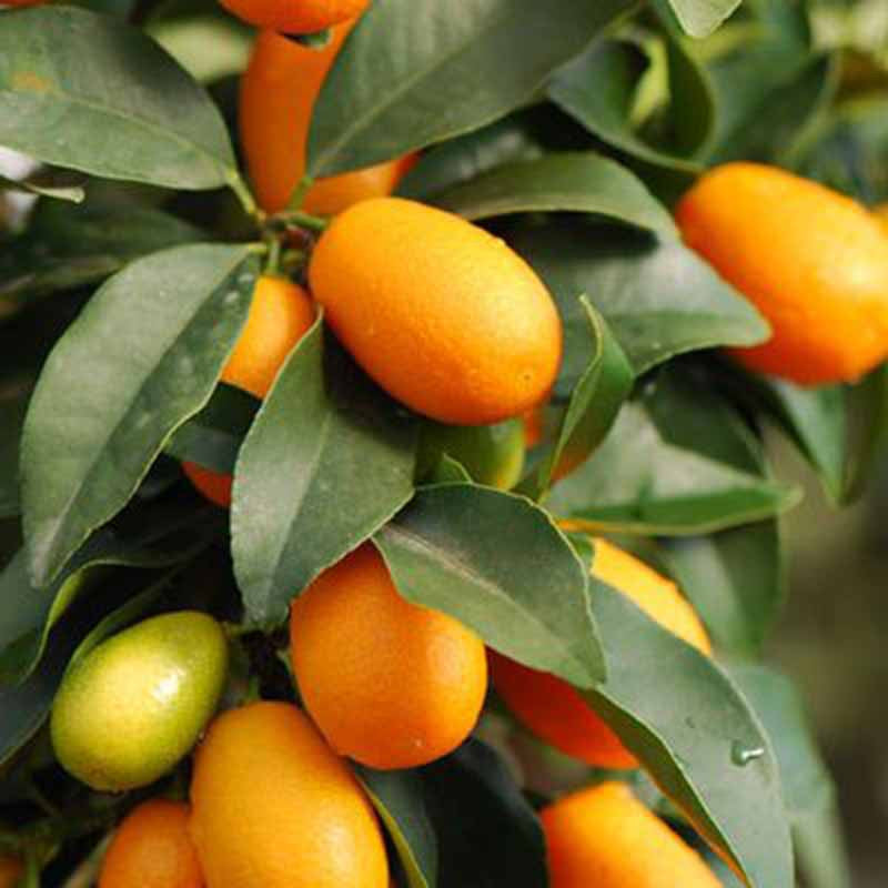 Sweet Lemon / Kumquat(Grafted) - Fruit Plants & Tree - Premium Fruit Plants & Tree from Plantparadise - Just $490.00! Shop now at Plantparadise