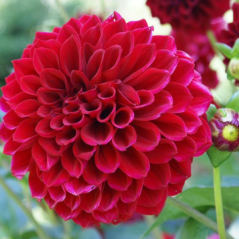 Dahlia Dwarf Red - SEASONALS - Premium SEASONALS from Plantparadise - Just $691.00! Shop now at Plantparadise
