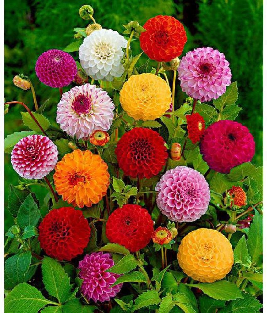 dahlia bulbs or seeds Dahlia Flower Bulb set of 5 | Buy Healthy Plants Online