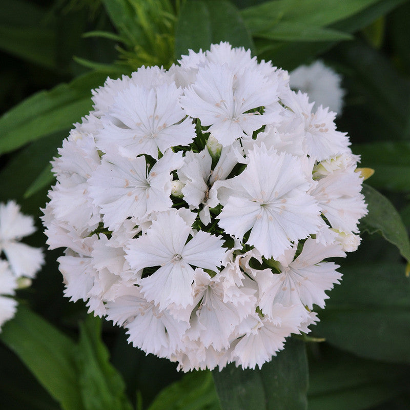 Dianthus White - SEASONALS - Premium SEASONALS from Plantparadise - Just $391.00! Shop now at Plantparadise