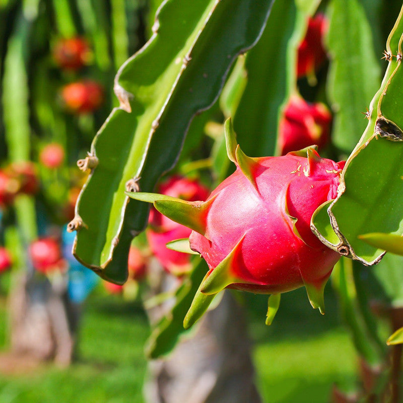 Dragon Fruit - Fruit Plants - Premium Fruit Plants & Tree from Plantparadise - Just $310.00! Shop now at Plantparadise