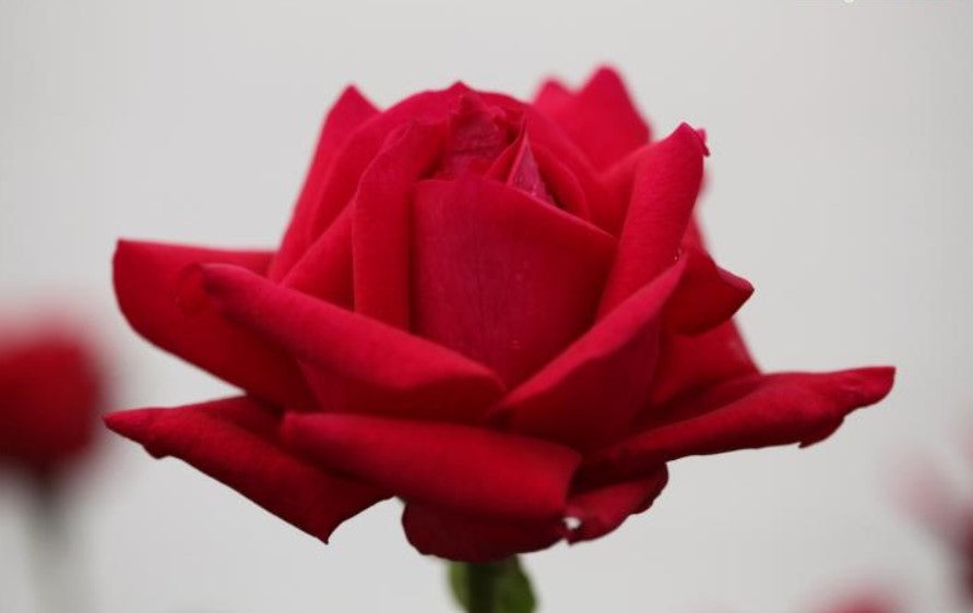 Rose Gladiator - Flowering Plants|Bold Scarlet Gladiator|Rich Crimson Flowering Plant - Premium Flowering Plants from Plantparadise - Just $600! Shop now at Plantparadise