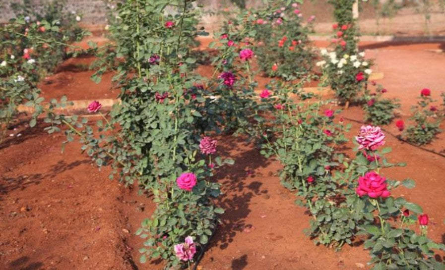 Rose Gladiator - Flowering Plants|Bold Scarlet Gladiator|Rich Crimson Flowering Plant - Premium Flowering Plants from Plantparadise - Just $600! Shop now at Plantparadise