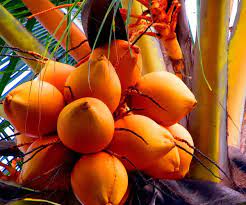 Coconut Ceylon Orange - Fruit Plants - Premium Fruit Plants & Tree from Plantparadise - Just $800.0! Shop now at Plantparadise