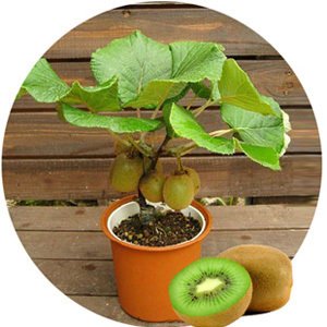 Kiwi Fruit Dwarf Female (Grafted) - Fruit Plant - Premium Fruit Plants & Tree from Plantparadise - Just $799! Shop now at Plantparadise