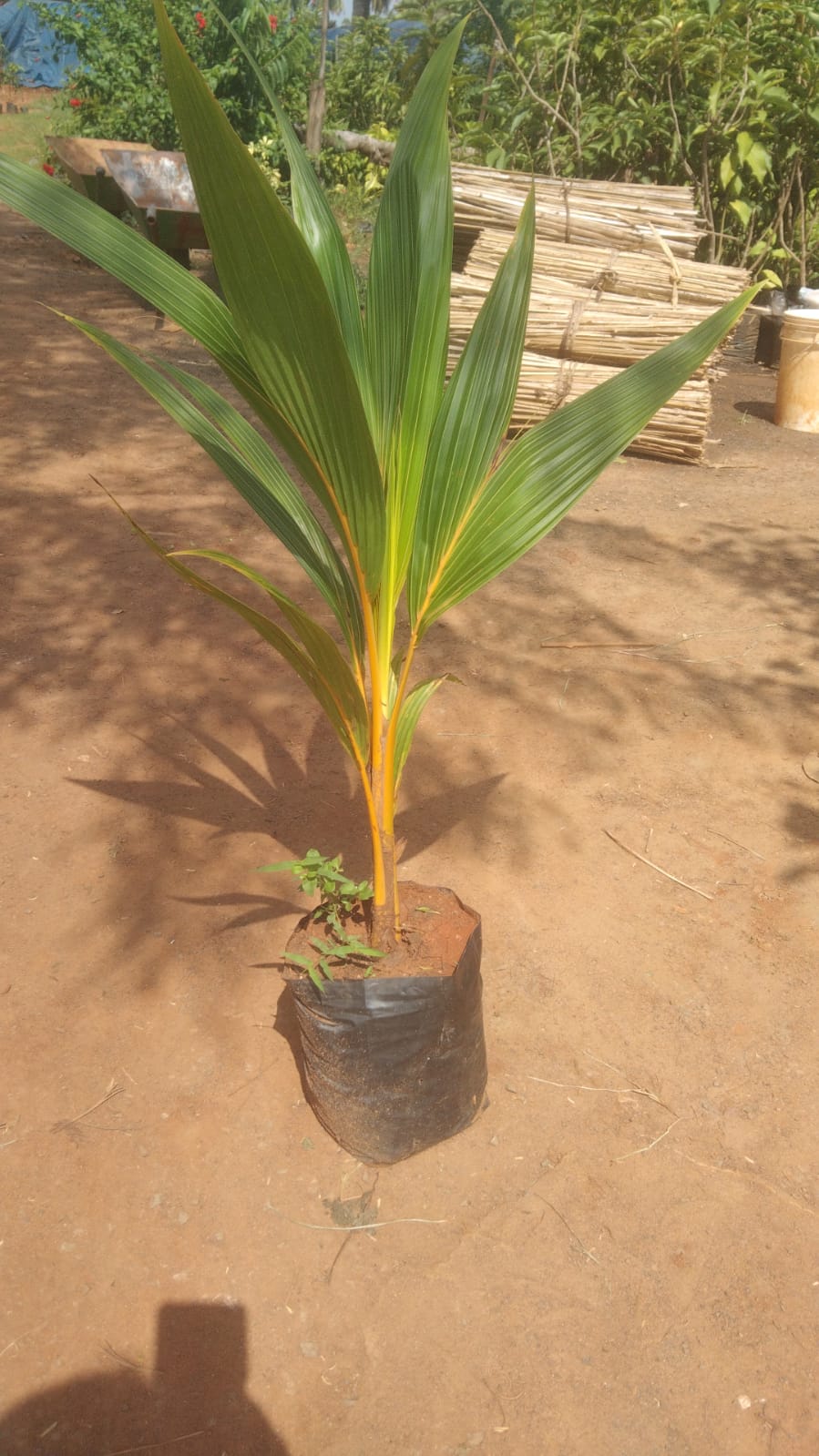 Coconut Ceylon Orange - Fruit Plants - Premium Fruit Plants & Tree from Plantparadise - Just $800.0! Shop now at Plantparadise