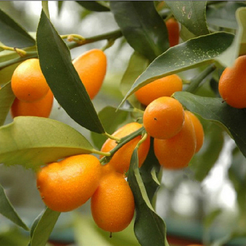 Sweet Lemon / Kumquat(Grafted) - Fruit Plants & Tree - Premium Fruit Plants & Tree from Plantparadise - Just $490.00! Shop now at Plantparadise