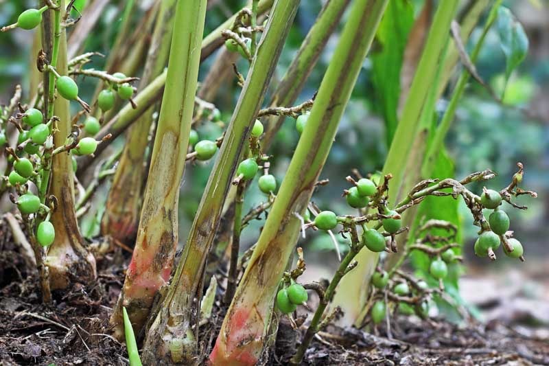 Green Cardamom Plant |Premium Green Cardamom Unveiled - Premium Flowering Plants from Plantparadise - Just $400! Shop now at Plantparadise