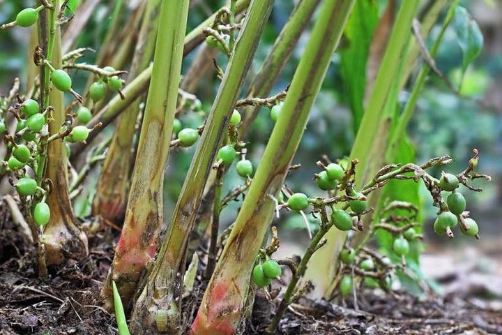 Green Cardamom Plant |Premium Green Cardamom Unveiled - Premium Flowering Plants from Plantparadise - Just $400! Shop now at Plantparadise