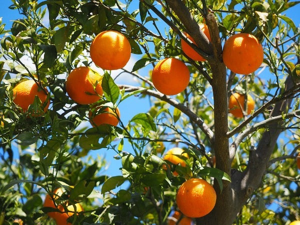 Darjeeling Orange Fruit Plant - Premium Fruit Plants & Tree from Plantparadise - Just $549.00! Shop now at Plantparadise