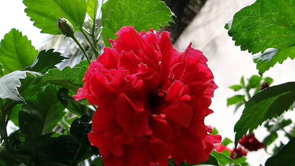 Hibiscus Red (Double ) - Premium Flowering Plants from Plantparadise - Just $595! Shop now at Plantparadise