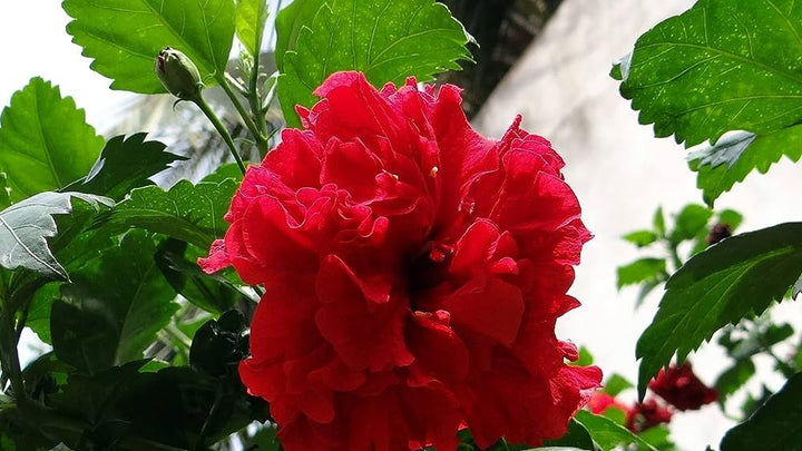 Hibiscus Red (Double ) - Premium Flowering Plants from Plantparadise - Just $595! Shop now at Plantparadise