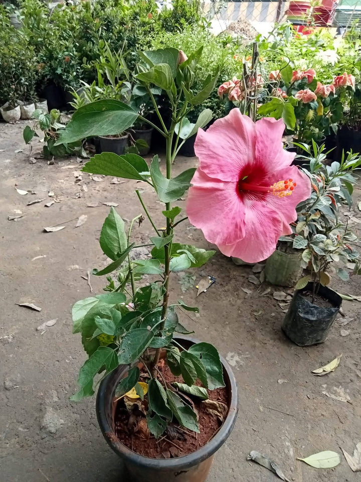 Australian Hibiscus Flower Plant - Premium Flowering Plants from Plantparadise - Just $399.00! Shop now at Plantparadise