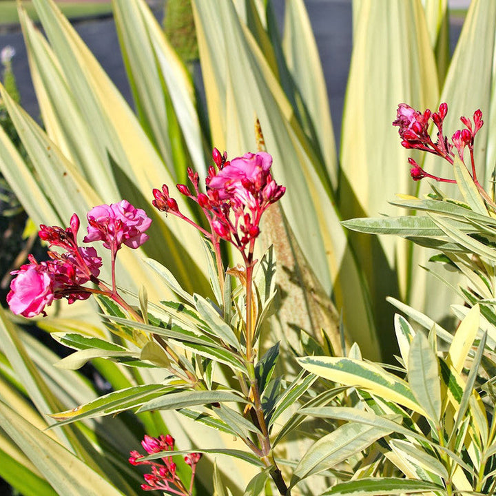 Nerium Variegate - Flowering Shrubs|Discovering the Beauty of Nerium Variegata Shrubs" - Premium Flowering Shrubs from Plantparadise - Just $221! Shop now at Plantparadise