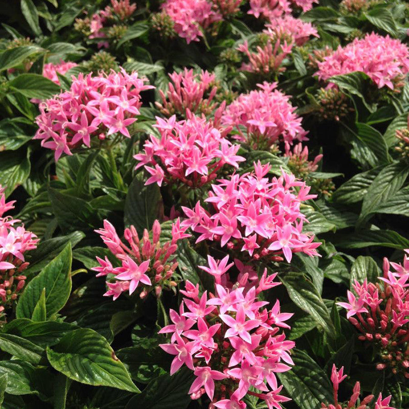 Pentas Pink - Flowering Plants - Premium Flowering Plants from Plantparadise - Just $665.00! Shop now at Plantparadise
