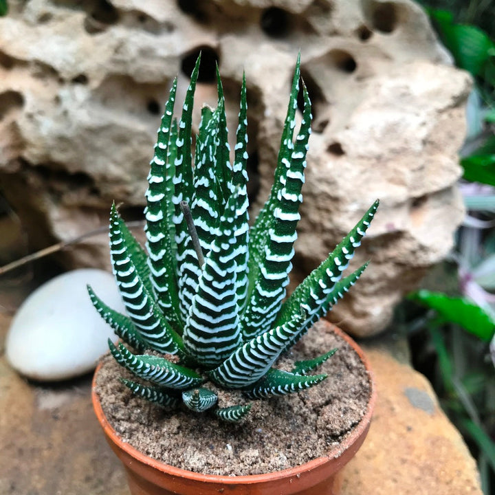 Haworthia Attenuata - Premium Plants from Plant Paradise - Just $450! Shop now at Plantparadise